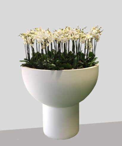 Primavera