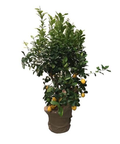 Limone