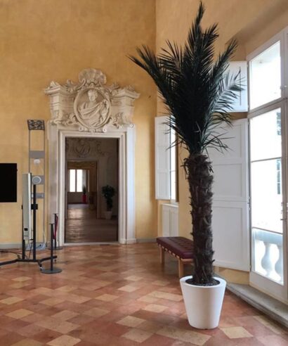 Palme stabilizzate
