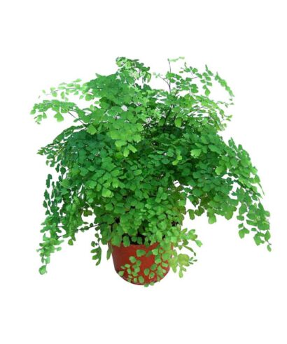 Adiantum (Capelvenere)