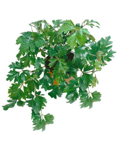 Cissus