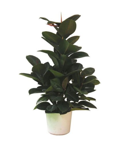 Ficus Elastica Robusta