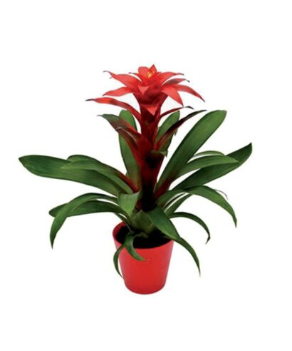 Guzmania