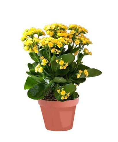Kalanchoe