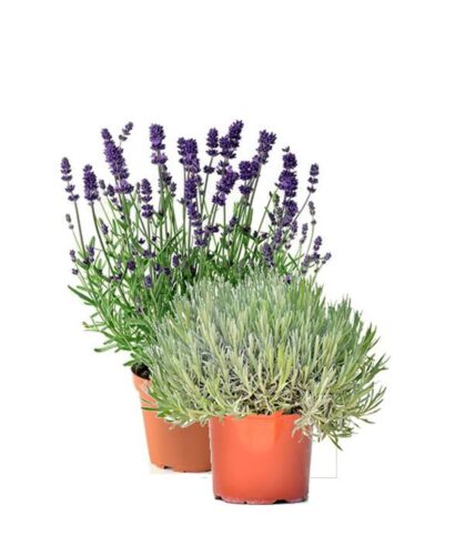 Lavanda