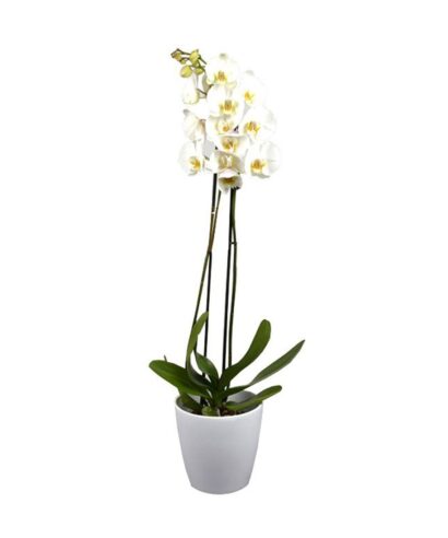 Orchidea