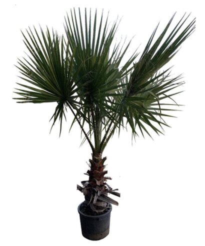 Palma Washingtonia