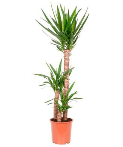 Yucca