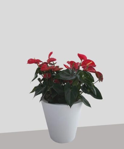 Cono